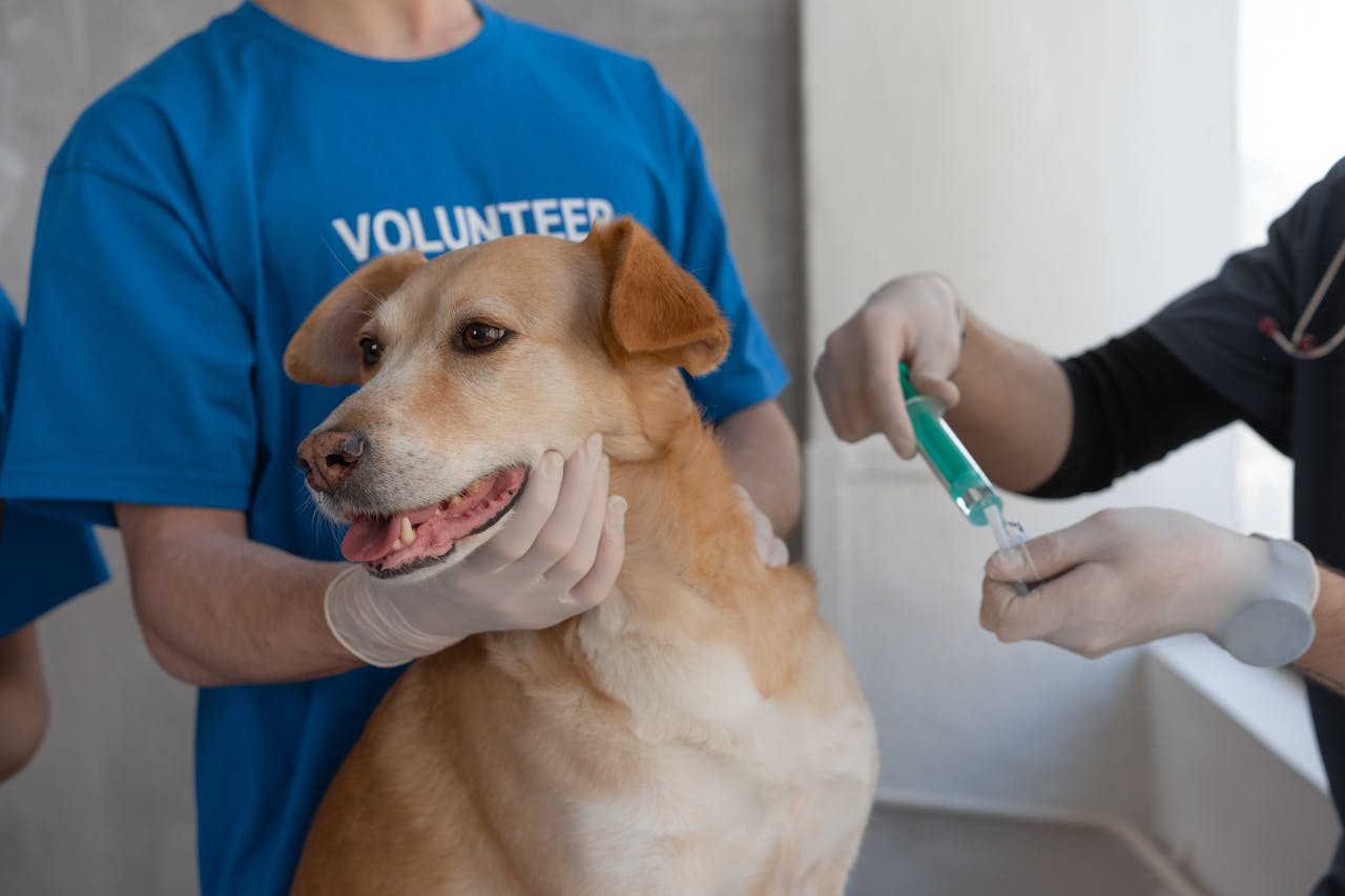 Understanding Pet Vaccination: What You Need To Know