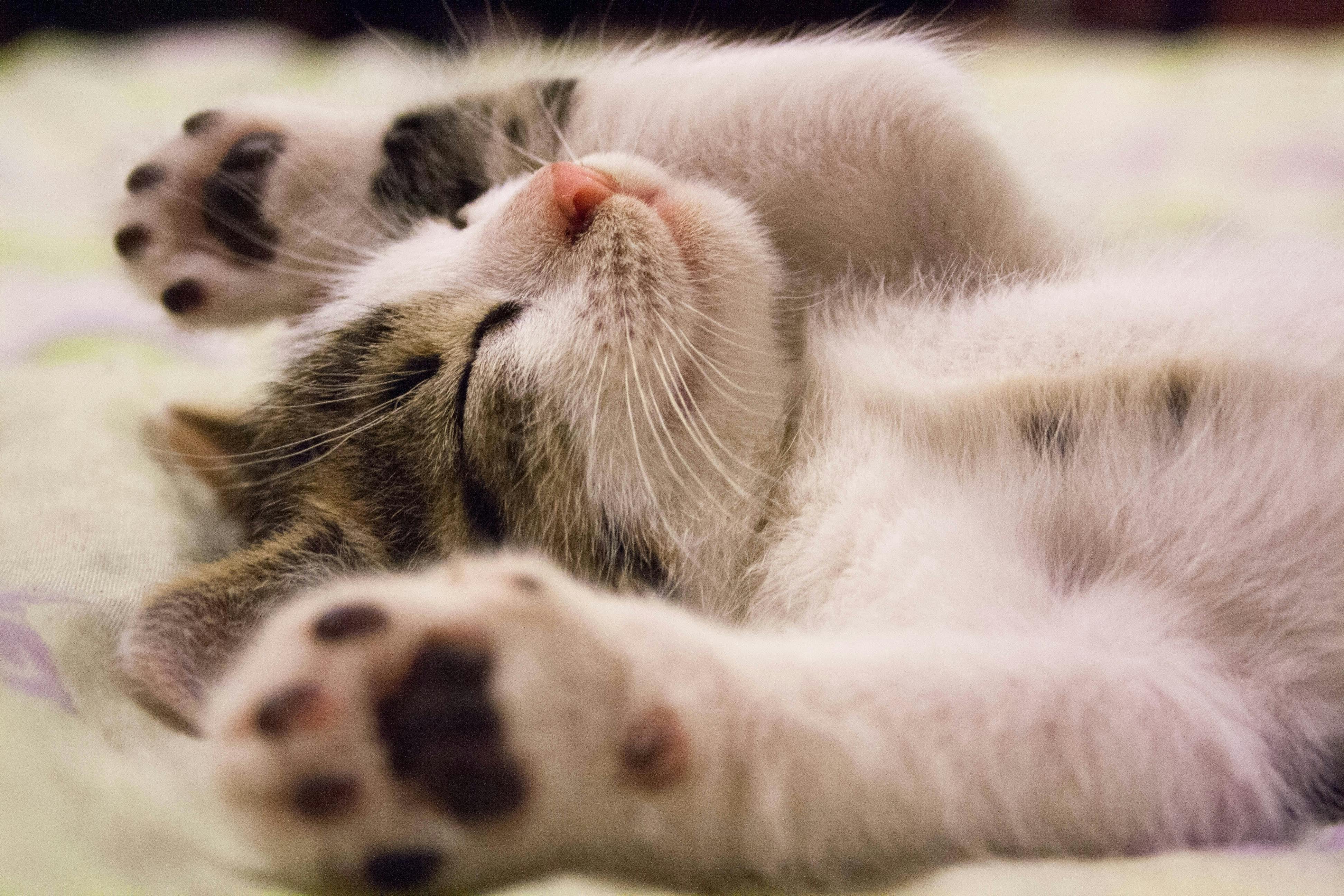How To Create A Safe And Comfortable Home For Your Pet Cat