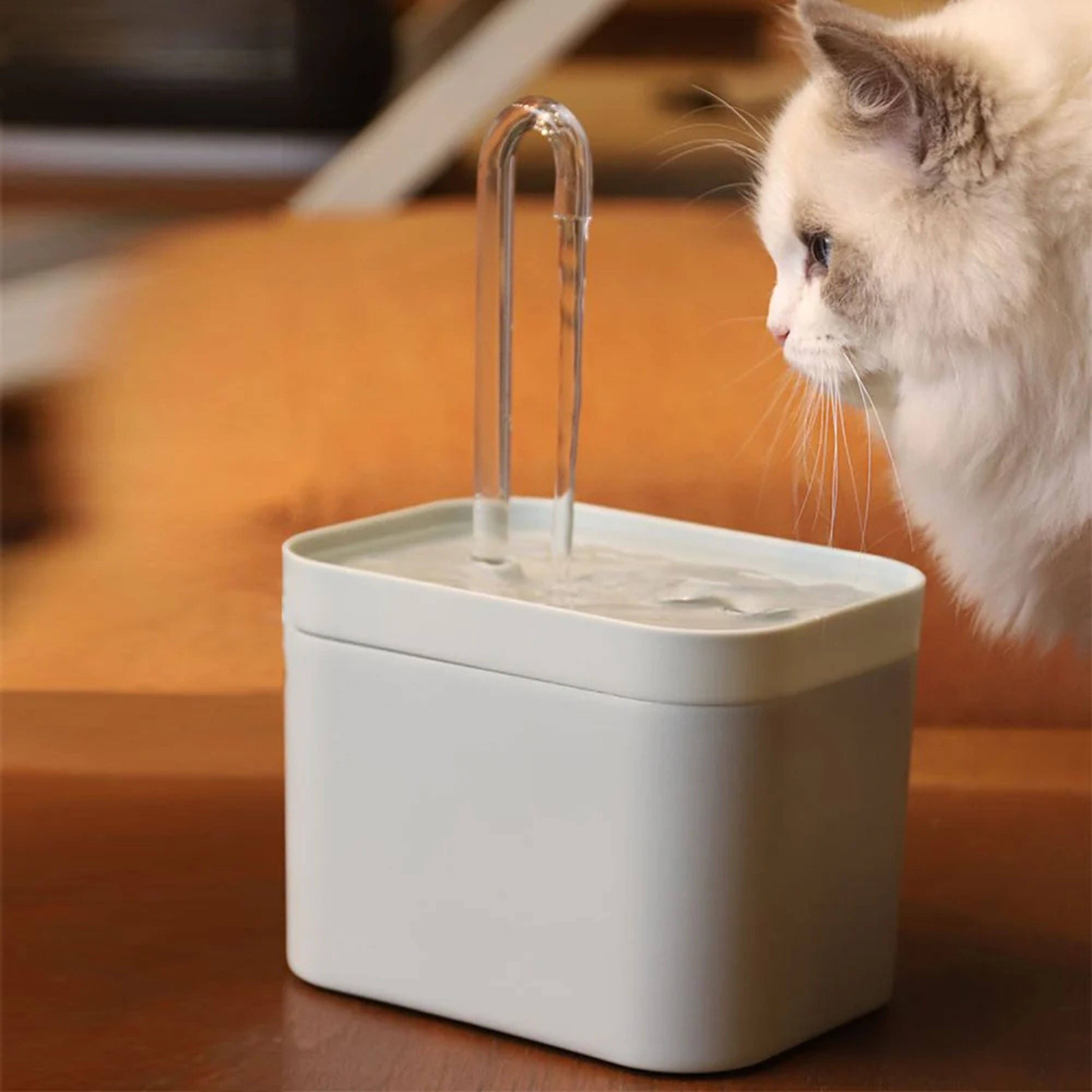 Can Hot Weather Make Your Cat Sick? A Comprehensive Guide for 2025