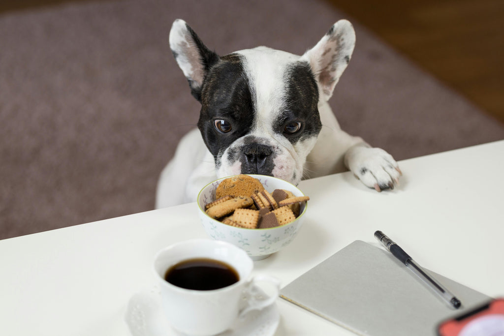 The Ultimate Guide To Choosing The Right Pet Food For Your Dog