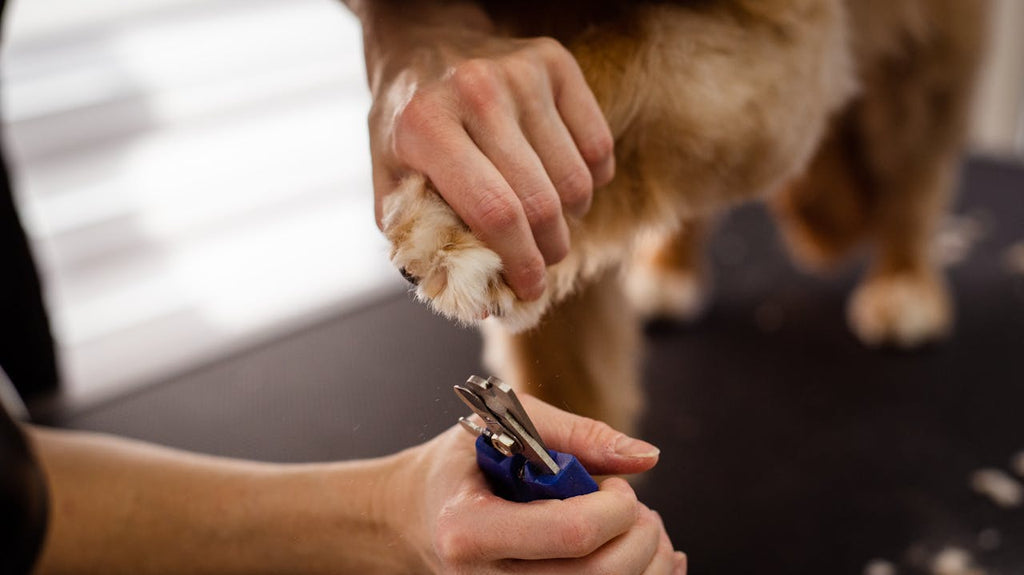 Grooming Tips For Dogs