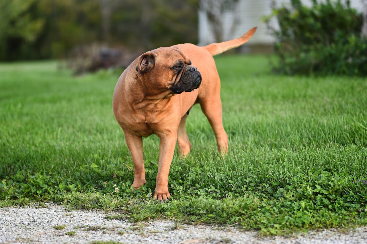 Keeping Tails Wagging: The Remarkable Benefits of Regular Exercise for Pets