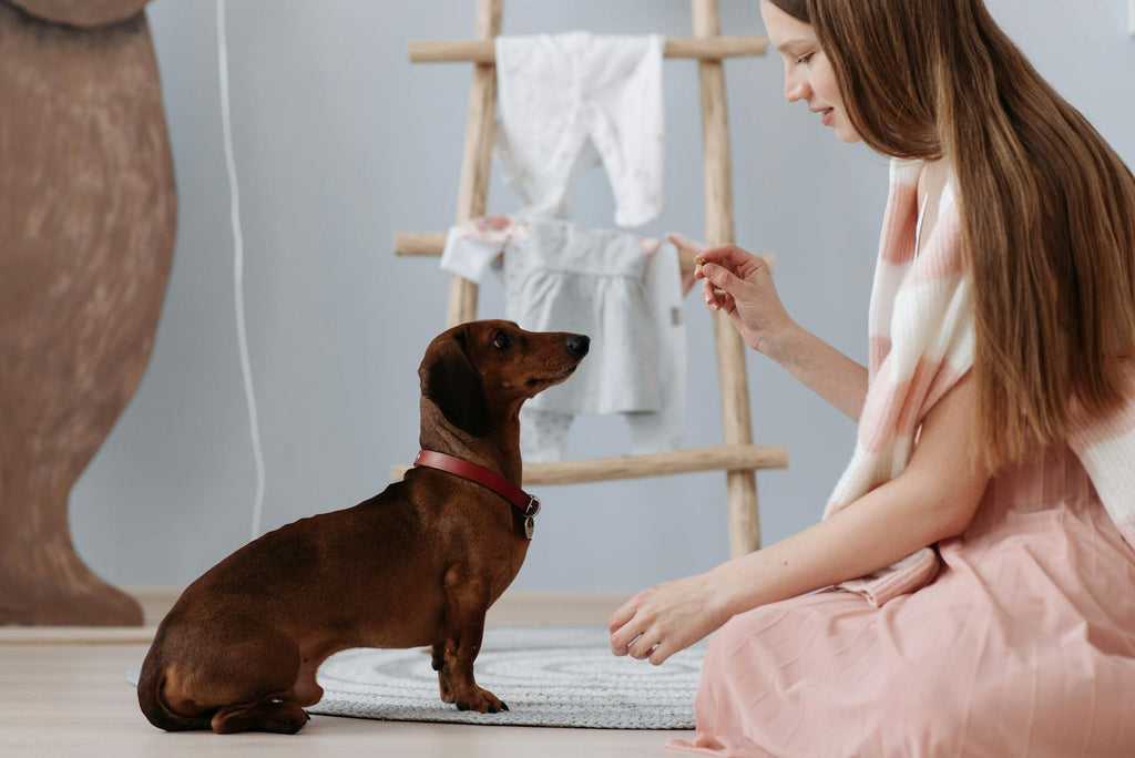 Fun DIY Pet Treats You Can Make at Home