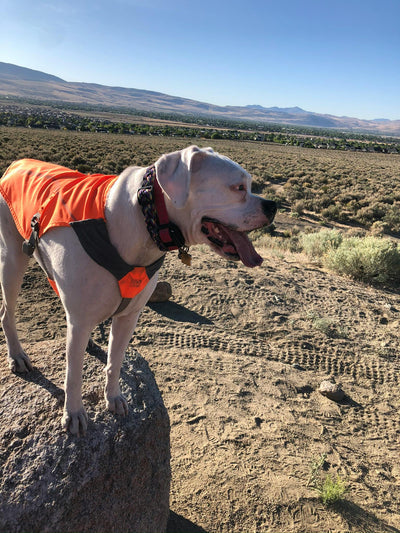 ME-302 Micro Educator E-Collar for 2 Dogs 2 of 2