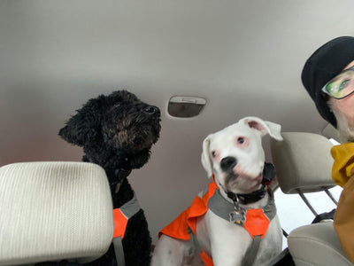 ME-302 Micro Educator E-Collar for 2 Dogs 1 of 2