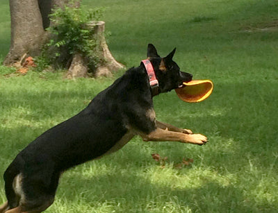K9 Flyer Jr Dog Toy with dog use