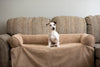 couch-companion-jack-russell-min_37bfa8ca-16e7-4584-834e-1e3e7f4649a32 of 7