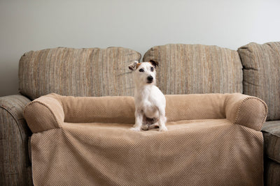 couch-companion-jack-russell-min2 of 7