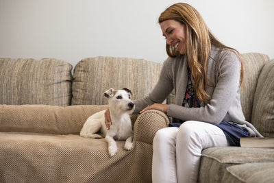 couch-companion-sofa-cover-jack-russell-3-min_1e17db1f-ffaf-4cec-b72d-b4cebc0cfbe14 of 7
