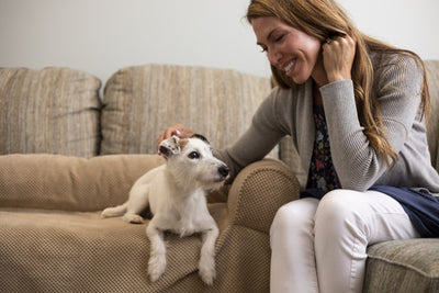couch-companion-sofa-cover-jack-russell-anna-min_a0eec8b0-fed0-40c6-8dc1-a11876f8239d6 of 7