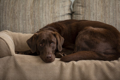 couch-companion-sofa-cover-labrador-min_f2cb5536-9509-4560-a567-a2418d1e15615 of 7