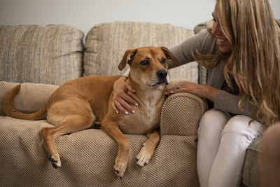 couch-companion-sofa-cover-moxie-2-min3 of 7