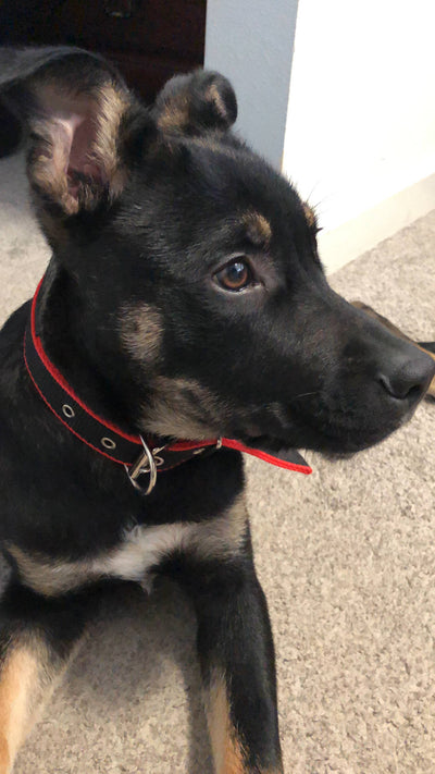 data_71e2b549-4b5e-47fd-836d-745ee4b038804 of 4