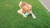 Dog Leakage Toy, Round Jar Bottle Shape Dog Chew Toys, Dogs Puppies Teething Clean Aggressive Chewer, Pets Safe Bite Chew Toys - 2 of 6