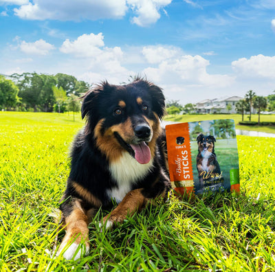 Natural Bully Sticks 6 inch Pack of 10 for Dogs for Intense Chewers Digestible Dog Treats Made of 100% Beef Dog Bully Sticks for Cleaner Teeth Long Lasting Dog Chews - 6 of 9