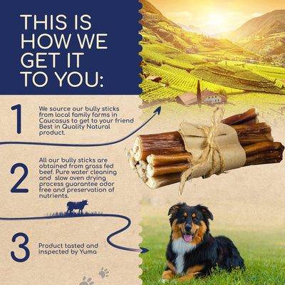 Natural Bully Sticks 6 inch Pack of 10 for Dogs for Intense Chewers Digestible Dog Treats Made of 100% Beef Dog Bully Sticks for Cleaner Teeth Long Lasting Dog Chews - 4 of 9